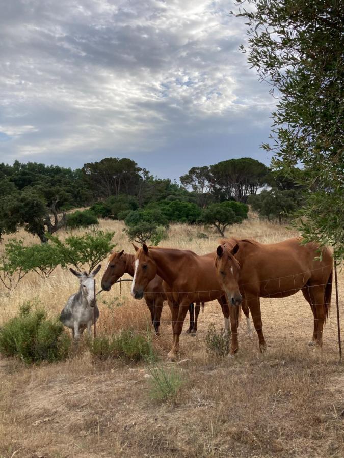 Agriturismo Is Conchisceddas Gonnosfanàdiga Zewnętrze zdjęcie