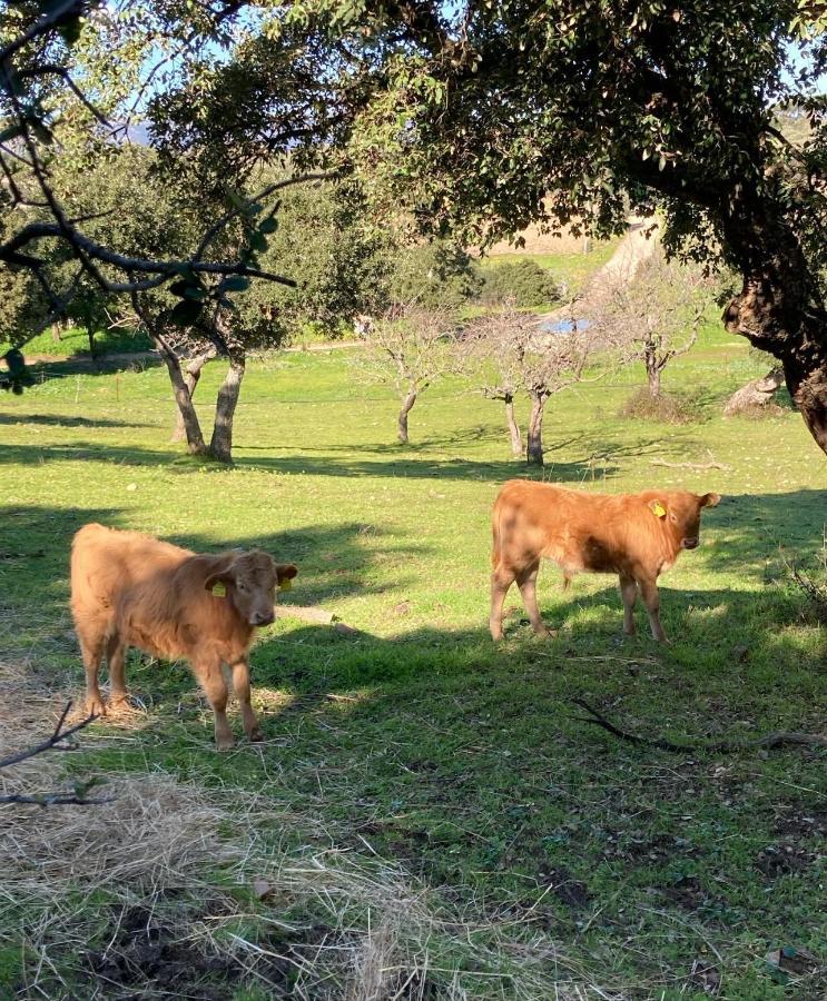 Agriturismo Is Conchisceddas Gonnosfanàdiga Zewnętrze zdjęcie