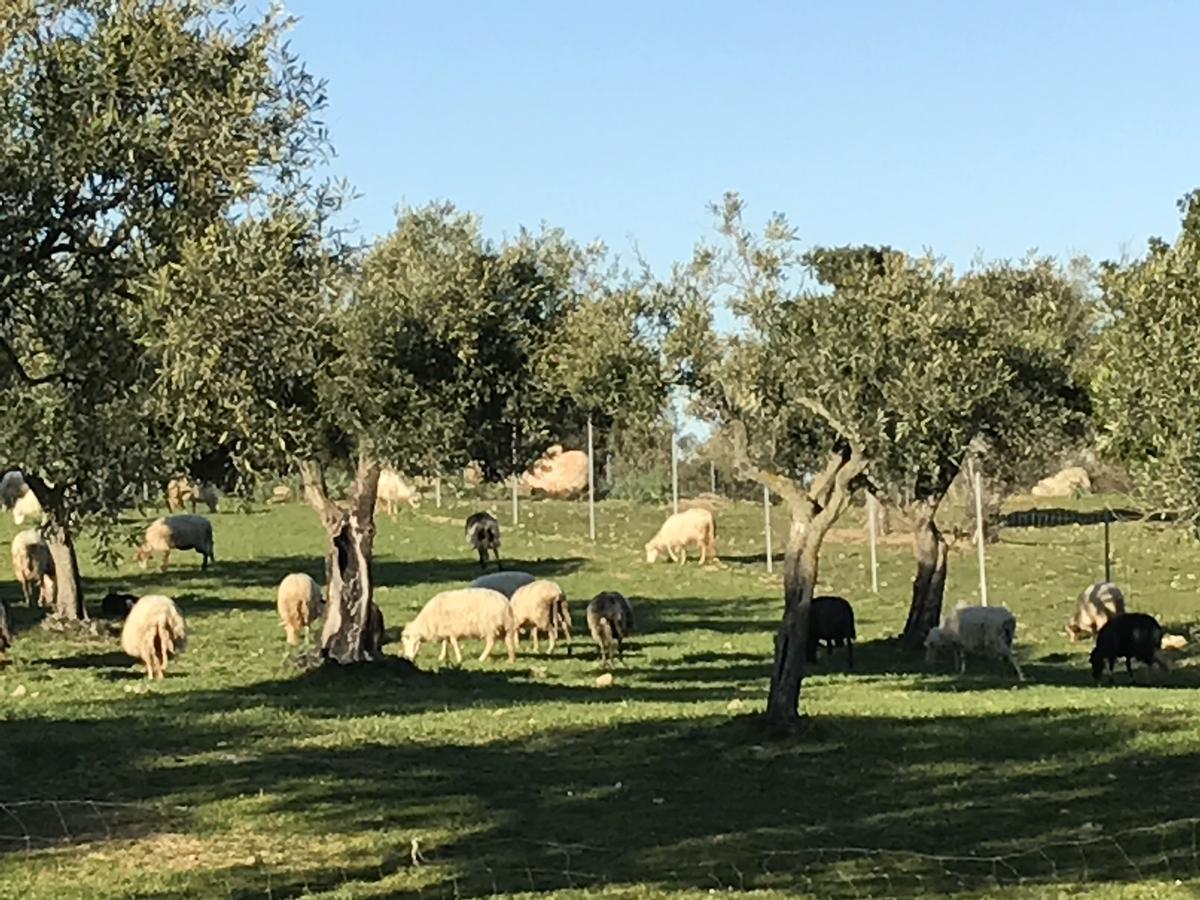 Agriturismo Is Conchisceddas Gonnosfanàdiga Zewnętrze zdjęcie